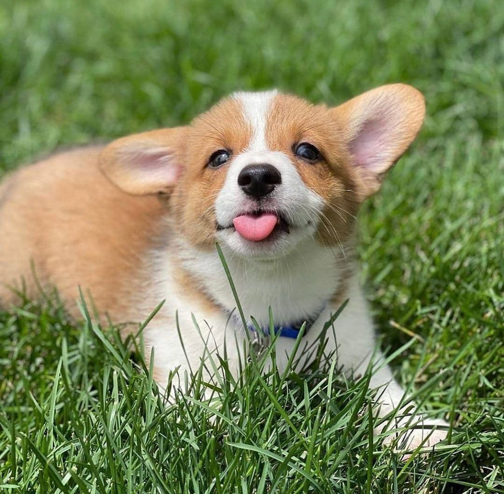 Adorable Corgi Pictures That Will Make Your Heart Melt
