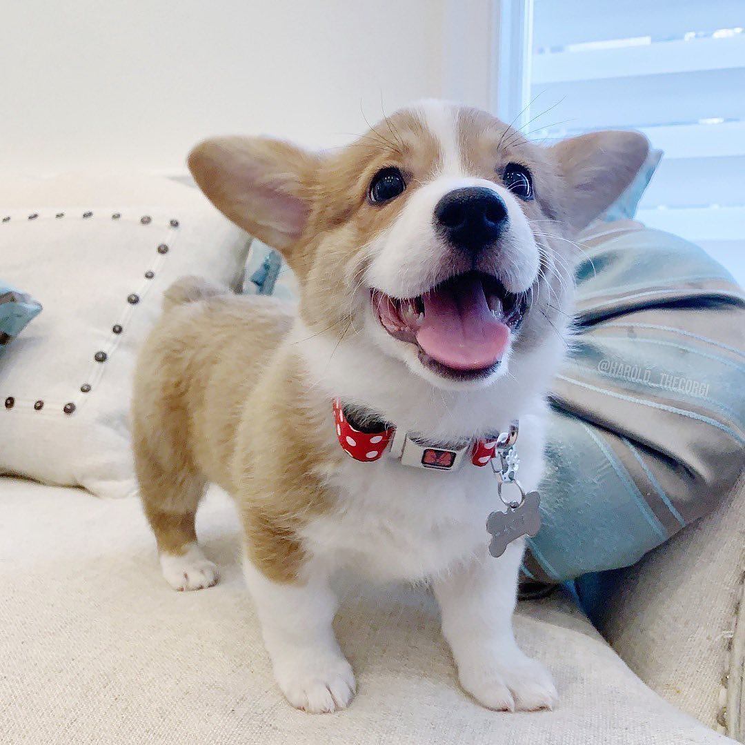 Adorable Corgi Siblings Look Like Fluffy Balls of Happiness