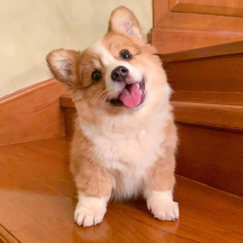 Cute Corgi Videos And Pictures Will Make You Smile