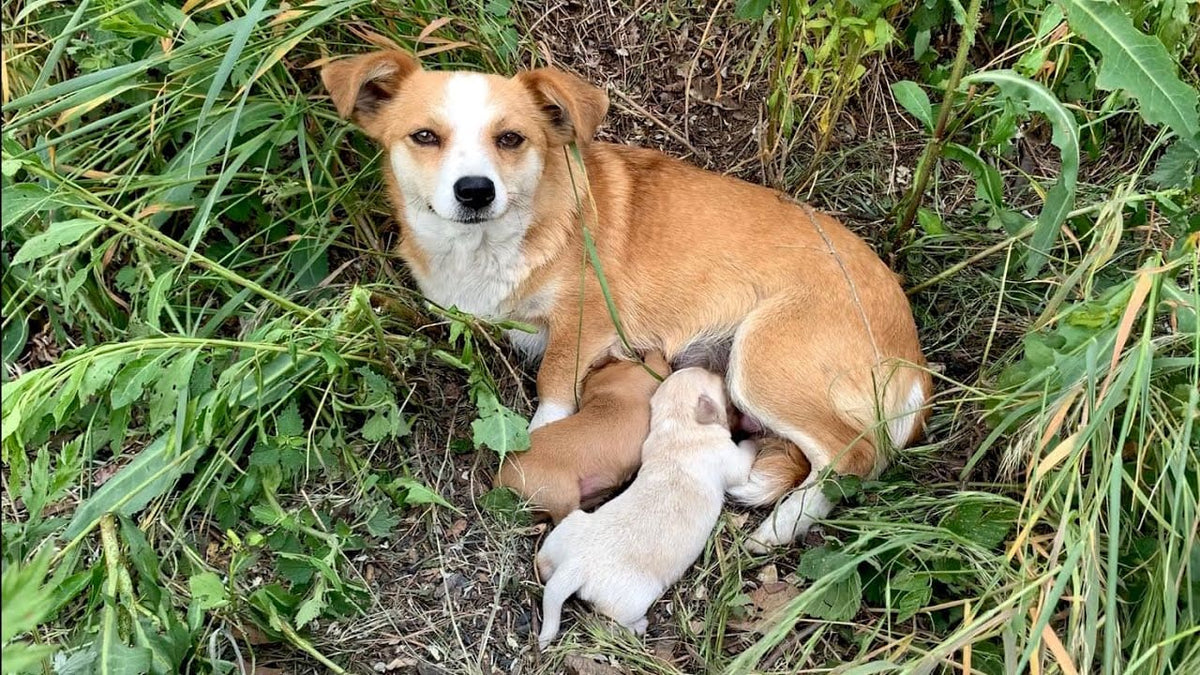 Dog Mom Abandoned With Puppies Still Waited For Her Owner Days After B ...
