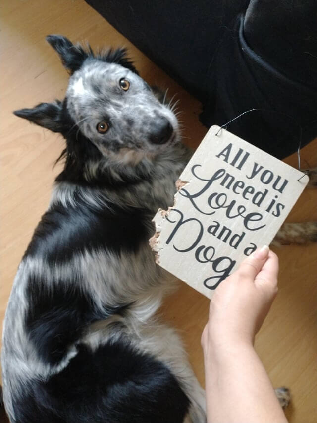 Cutest And Funny Videos About Dogs – KingdomOfDoggos