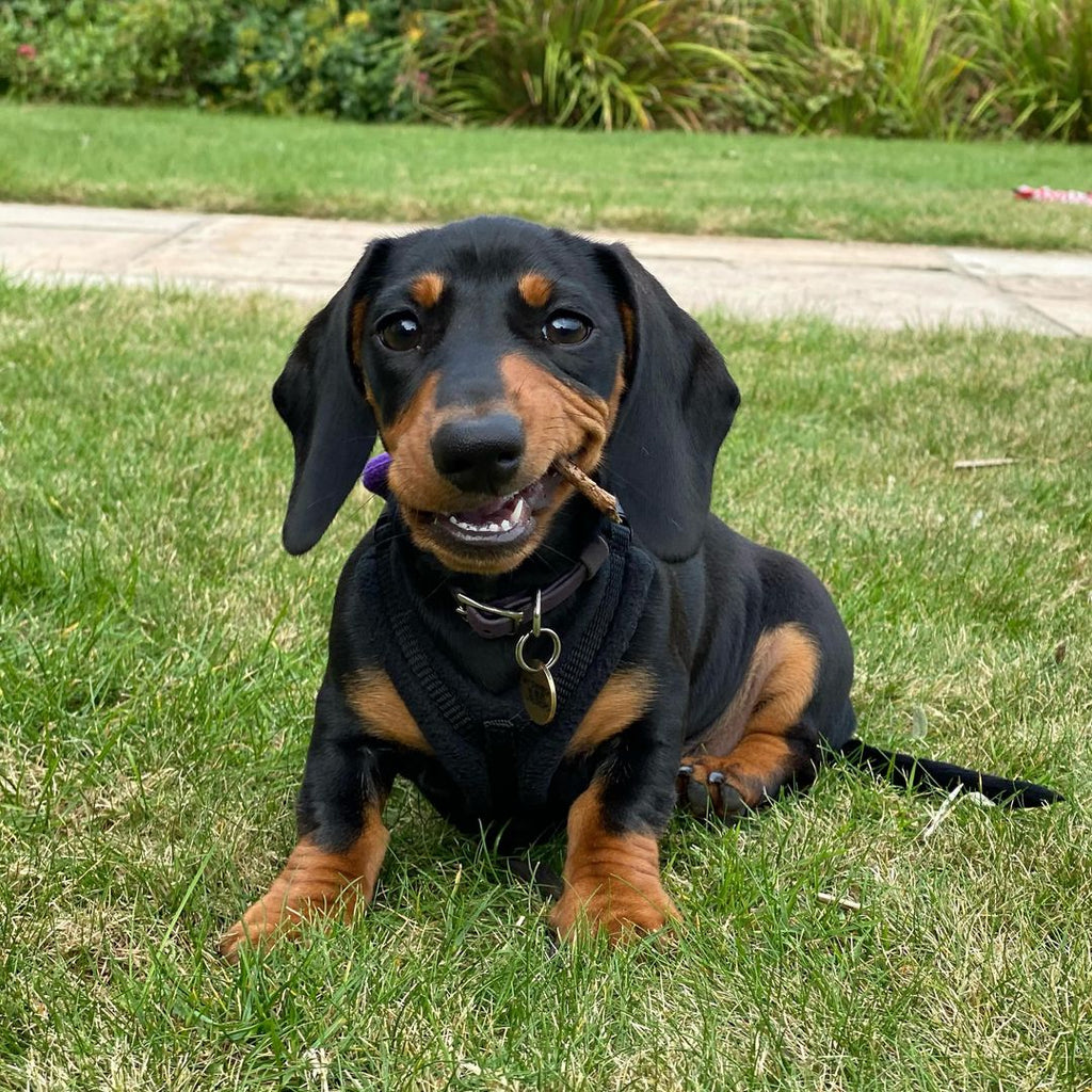 Funny Dachshund Videos Will Make You Smile #9