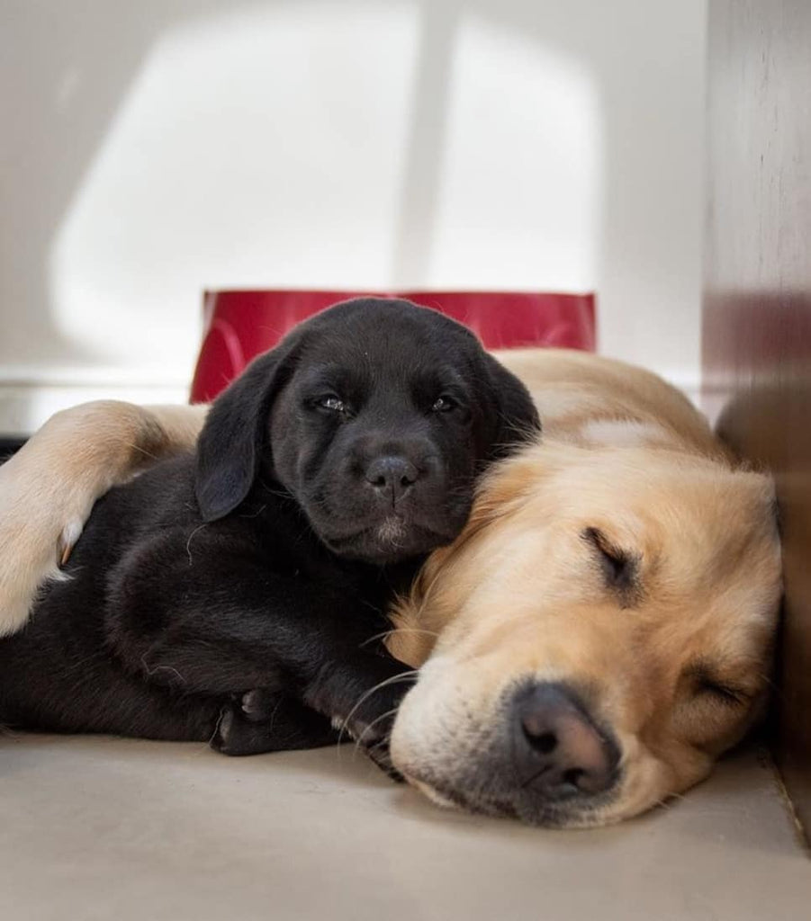 Labrador Retrievers Puppies Will Made Your Day
