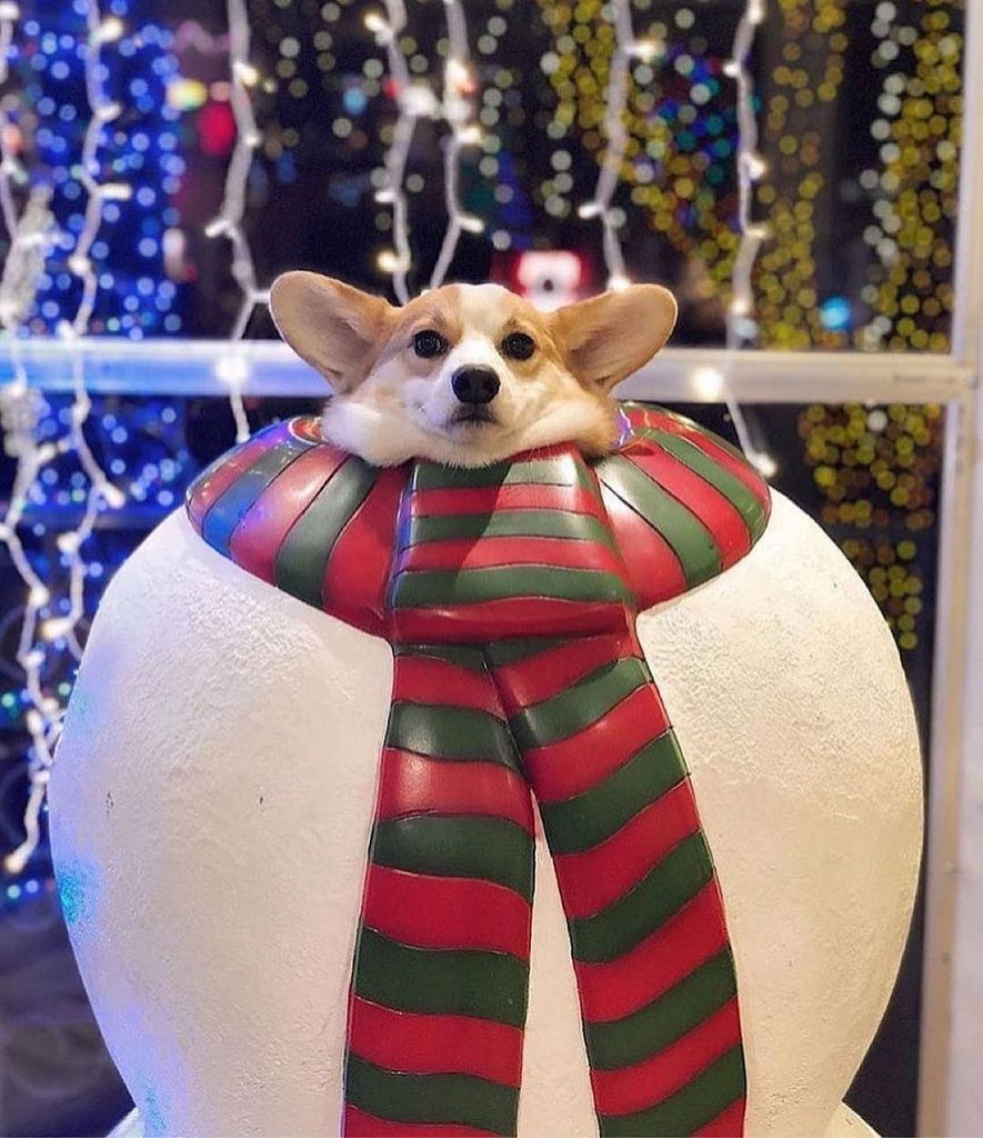 Corgi Videos and Pictures Will Make Your Day Better