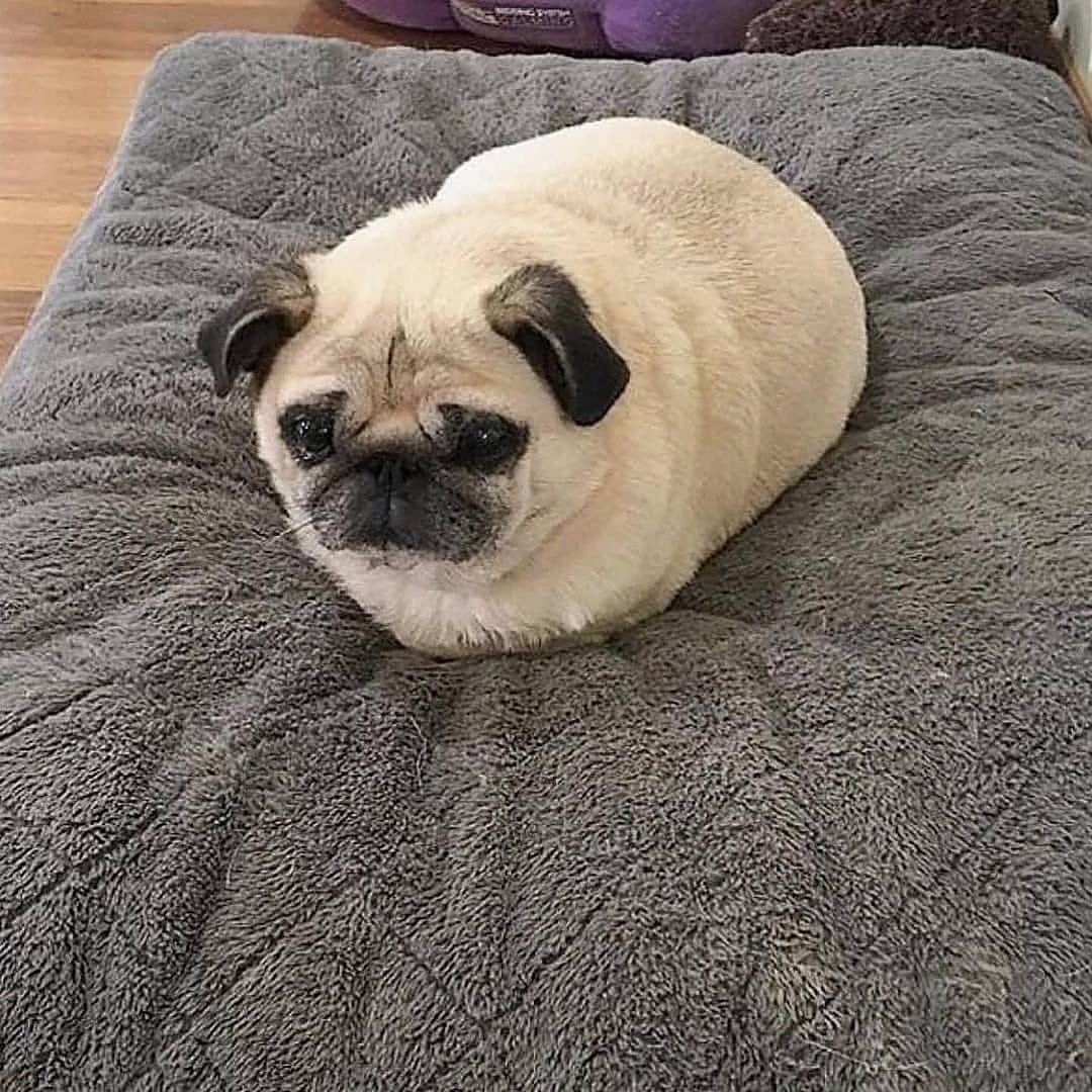 Daily Pug Funny Videos Will Make You Smile – KingdomOfDoggos