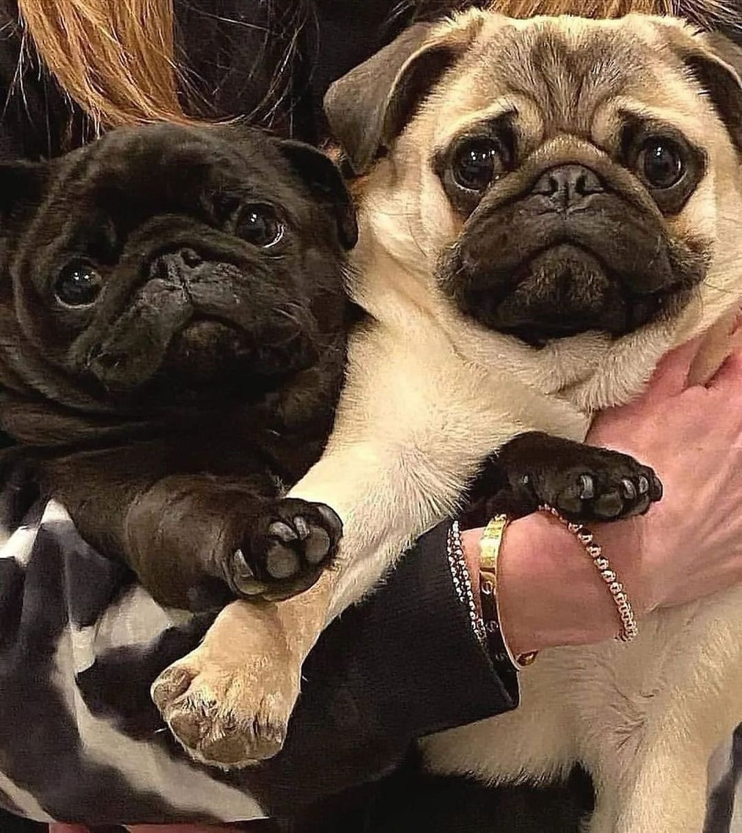 Daily Pug Funny Videos Will Make You Smile #23 – KingdomOfDoggos