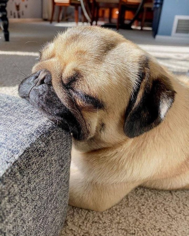 Daily Pug Funny Videos Will Make You Smile #19 – KingdomOfDoggos
