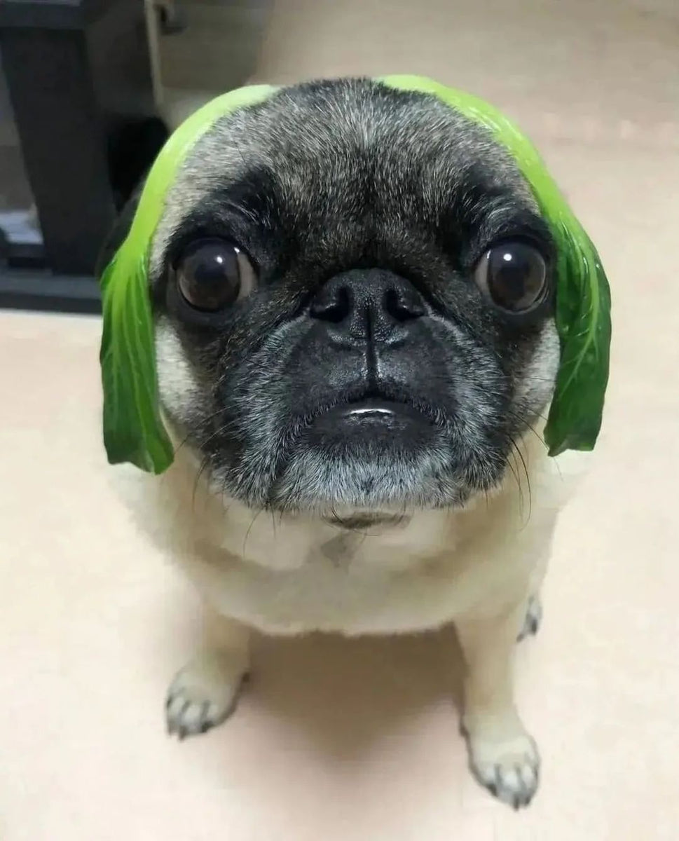 Daily Pug Funny Videos Will Make You Smile #2 – KingdomOfDoggos