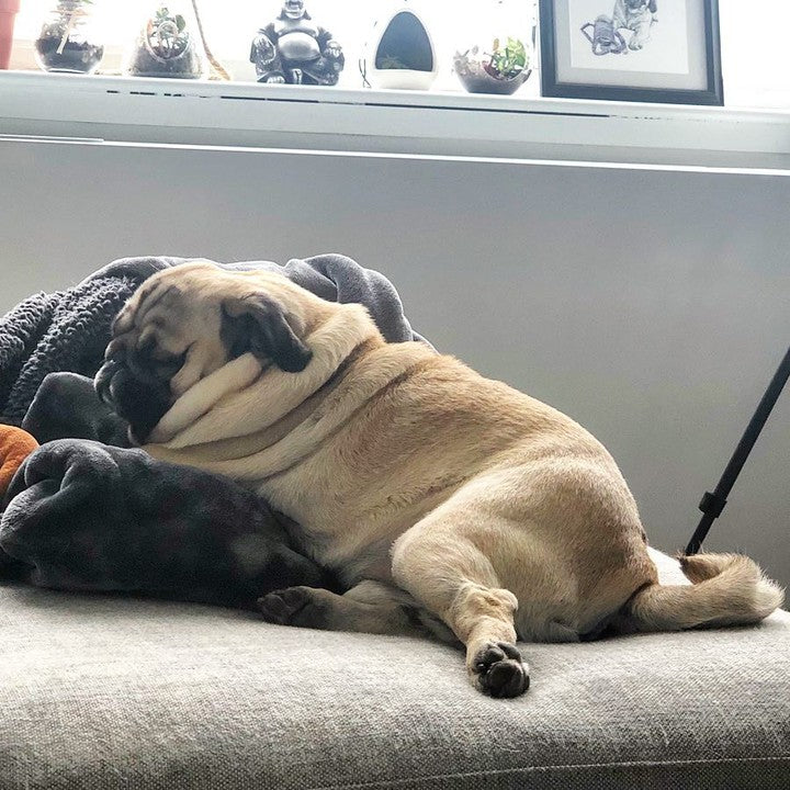 Daily Pug Funny Videos Will Make You Smile #1 – KingdomOfDoggos