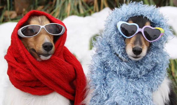 Daily Doggo Funny Videos Will Make You Smile #174