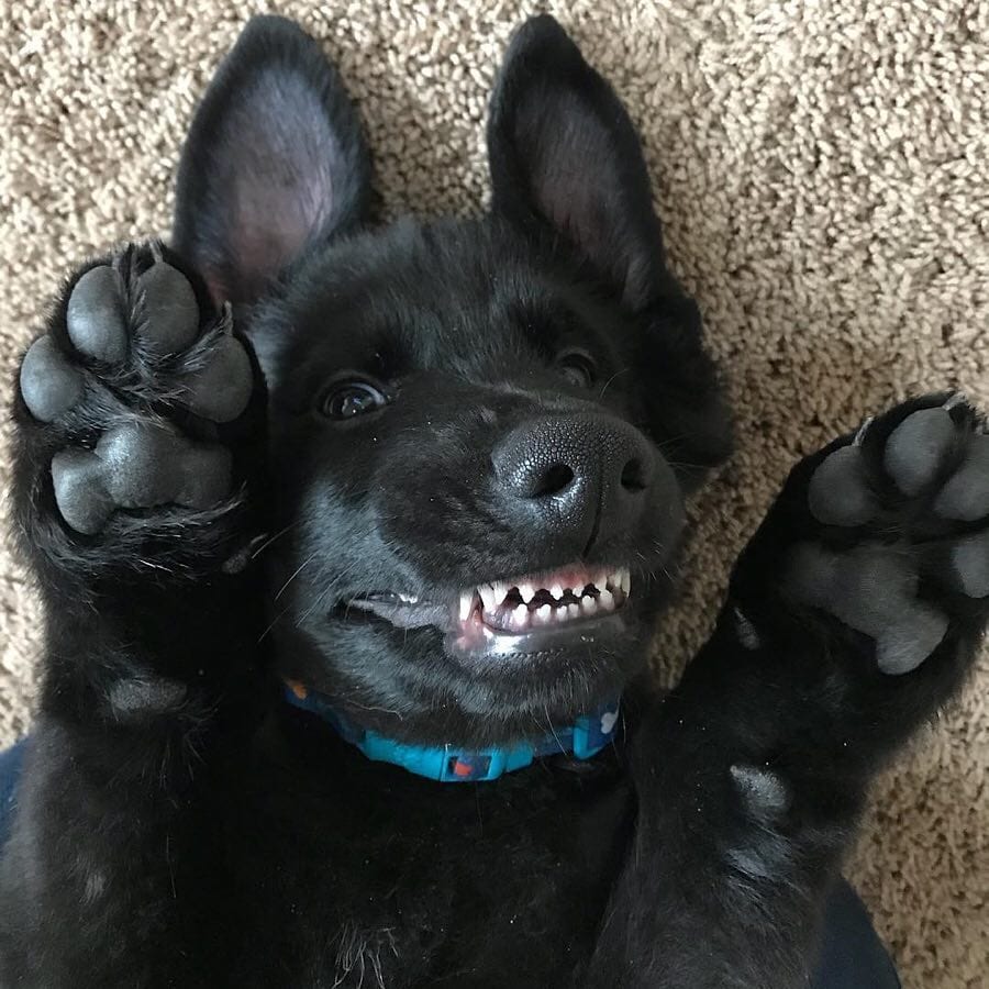 24 Hilariously Cute Pictures Of Derpy Dogs Showing Their ‘Toofers’
