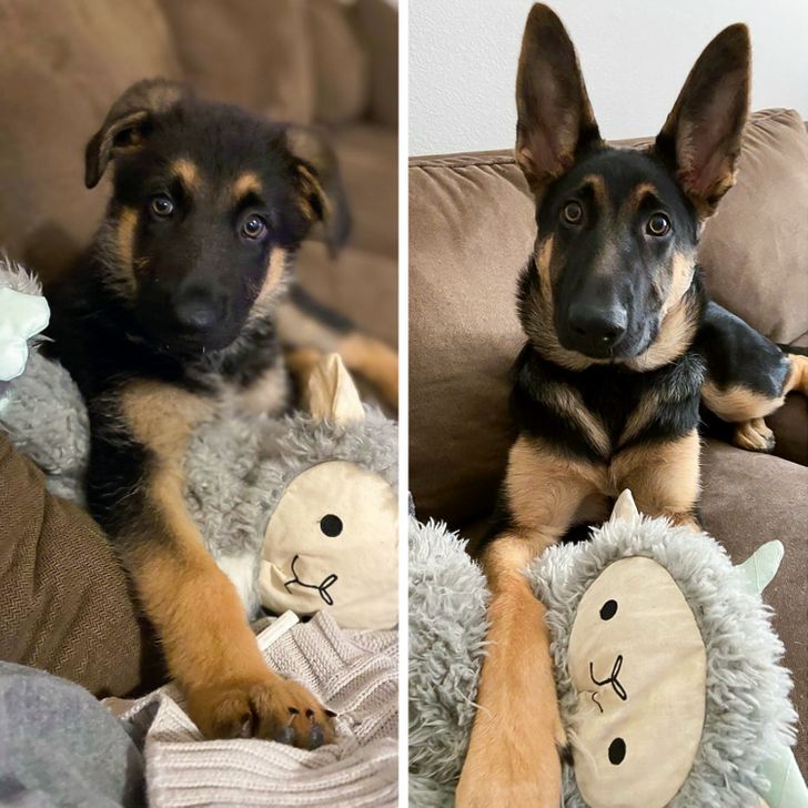 26 Adorable German Shepherds That Proved No Other Dog Breed Can Take Their Place