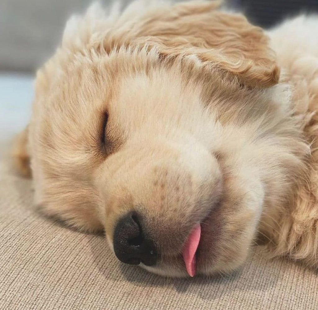 Cutest Golden Retriever Videos and Images Will Make You Smile