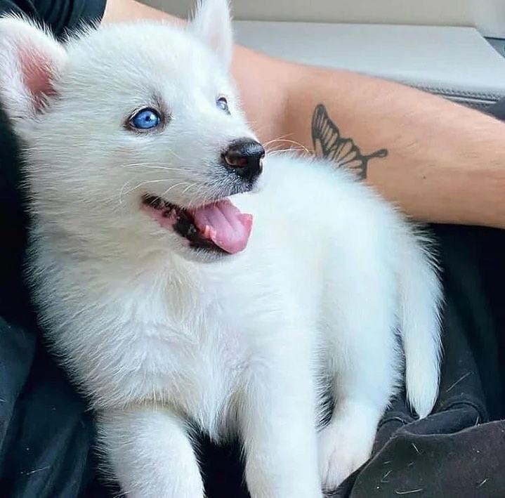 All About Husky Puppies Will Made Your Day