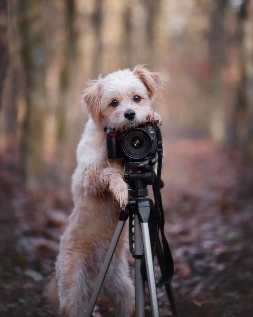 Cute Doggo Videos Will Make You Smile Everytime