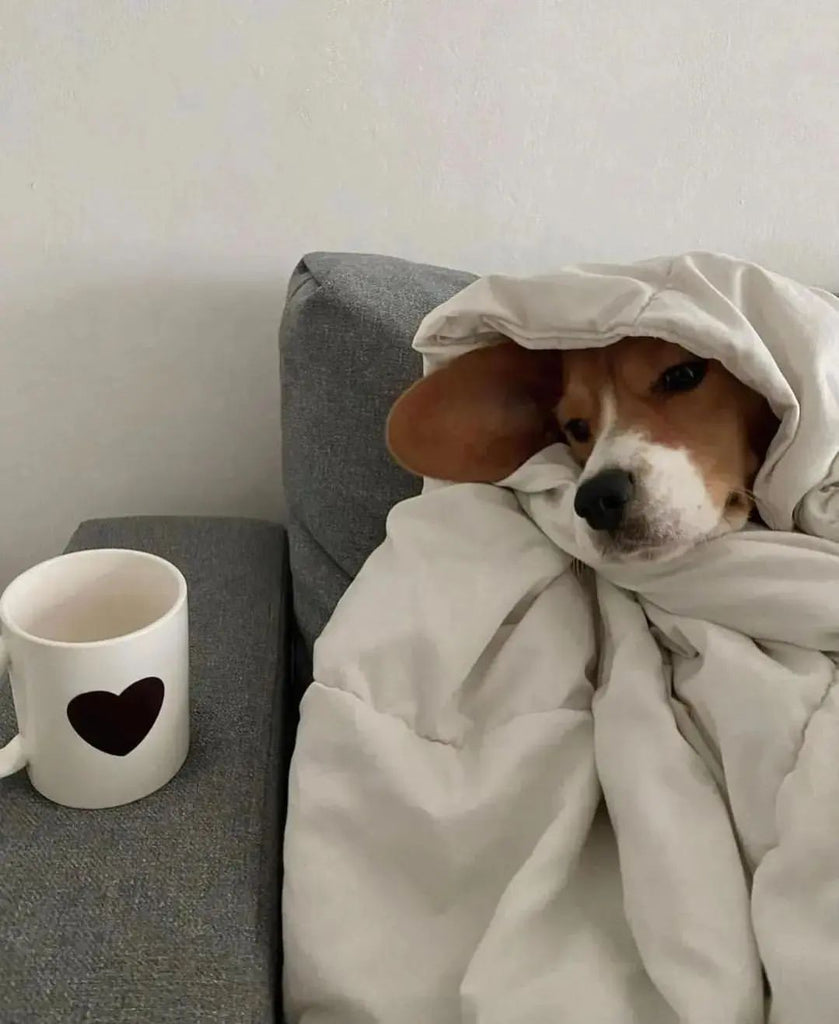 Cute Beagle Videos and Images