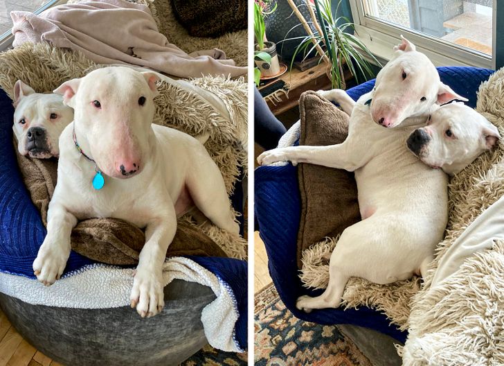 23 Reasons To Not Adopt a Bull Terrier (Spoiler Alert: They Need Too Many Cuddles)