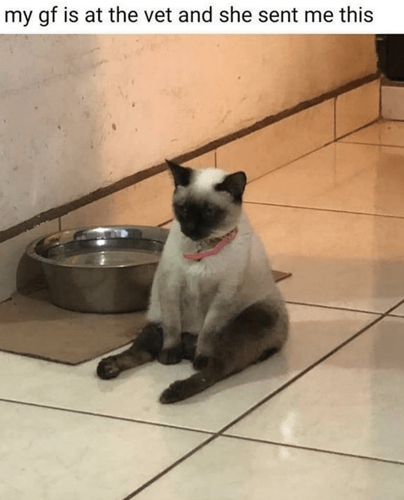 20+ Funny Cat Memes That Will Give You A Good Laugh