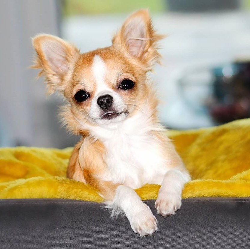 Funny Chihuahua Videos Will Make You Smile #1