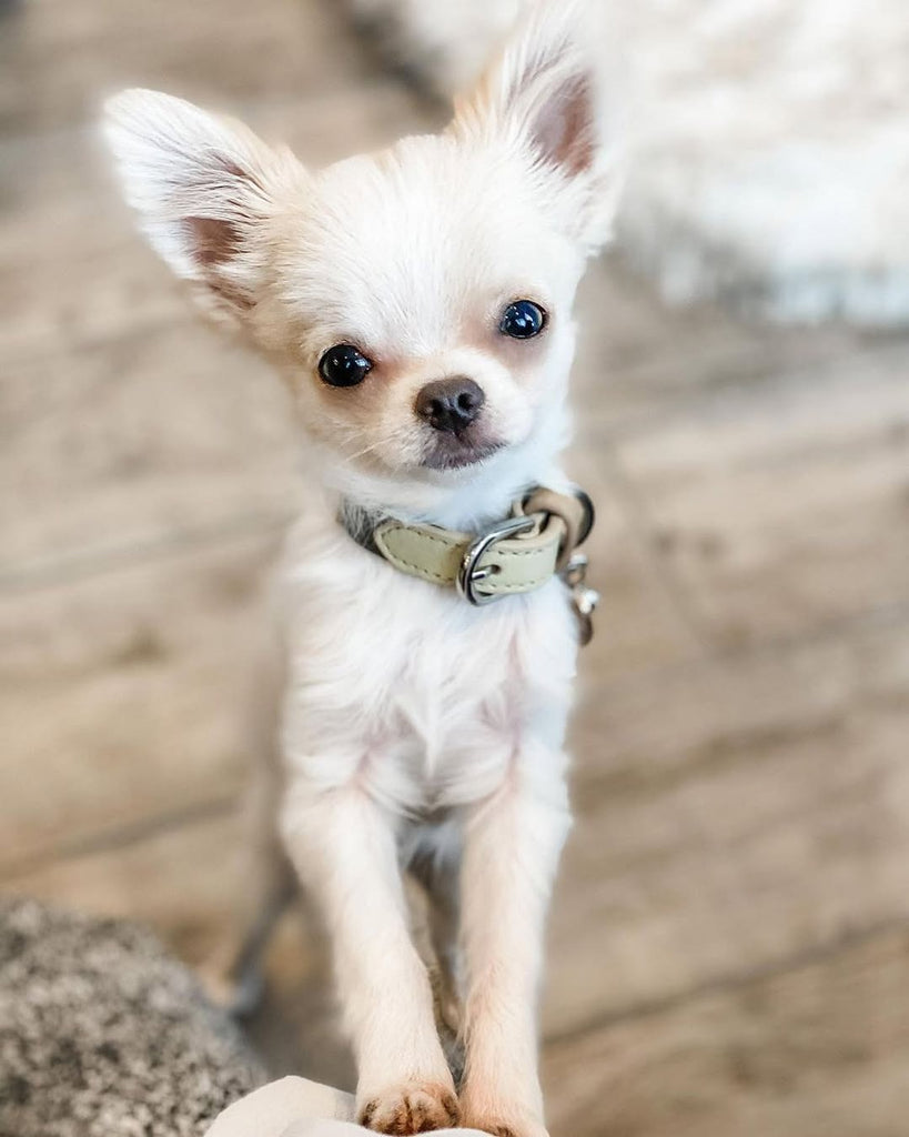 Funny Chihuahua Videos Will Make You Smile #2