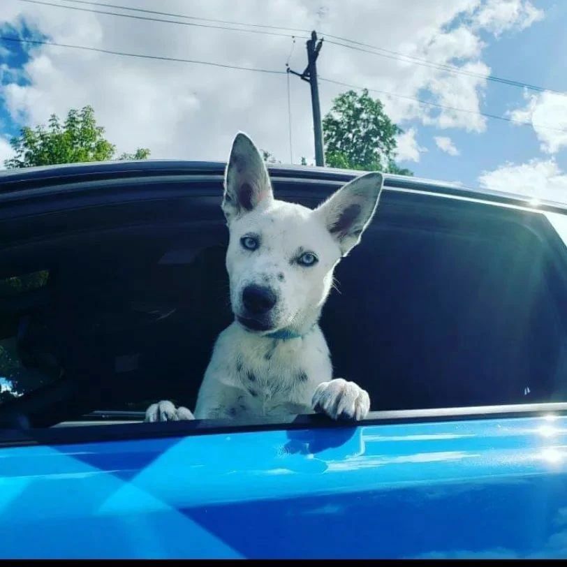 Random Doggo Images Hilarious Doggo Images And Videos Will Boost Your Weekend Mood ...