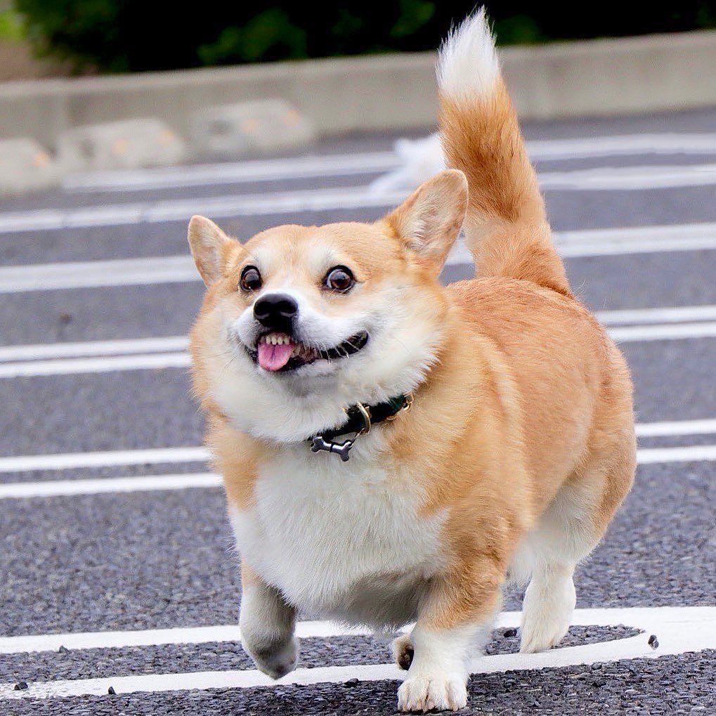Cute Corgos Videos and Pictures For Your Day