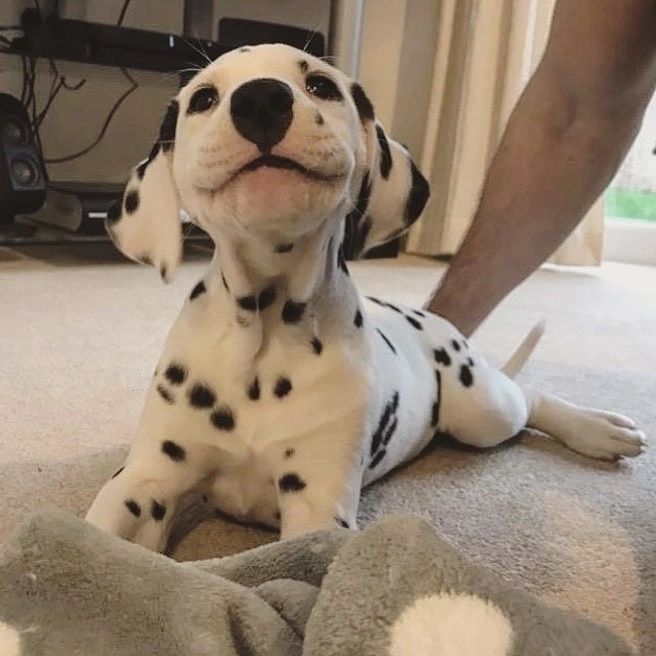Funny And Cute Doggos Videos Will Make You Smile
