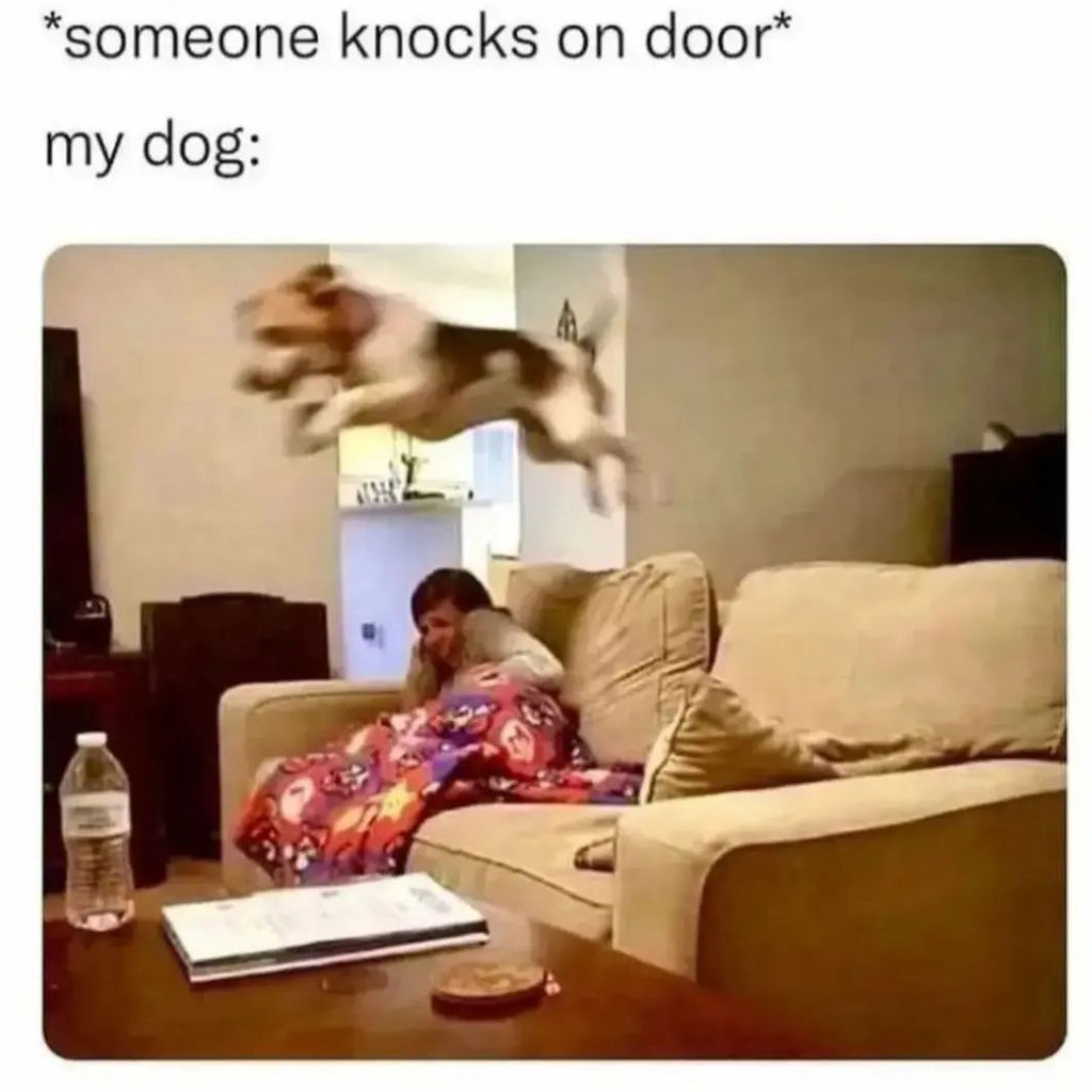 Funny And Cute Doggo Videos