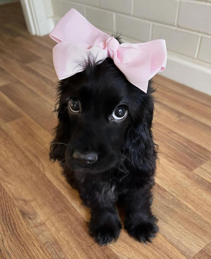 Cute and Adorable Doggos Videos and Images For Your Day