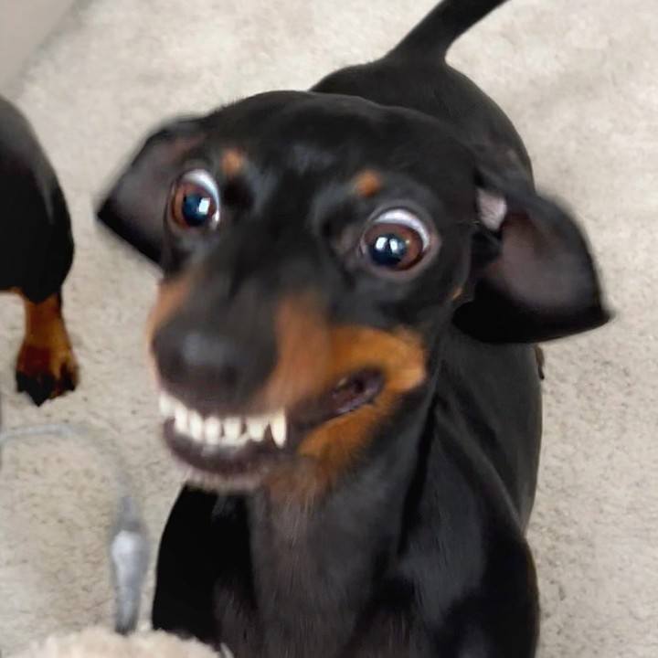 Cute Doggo Videos And Pictues Will Make You Laugh