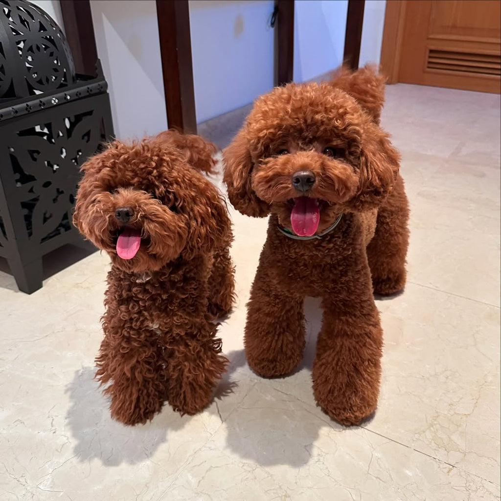 Daily Doggo Funny Videos Will Make You Smile #146