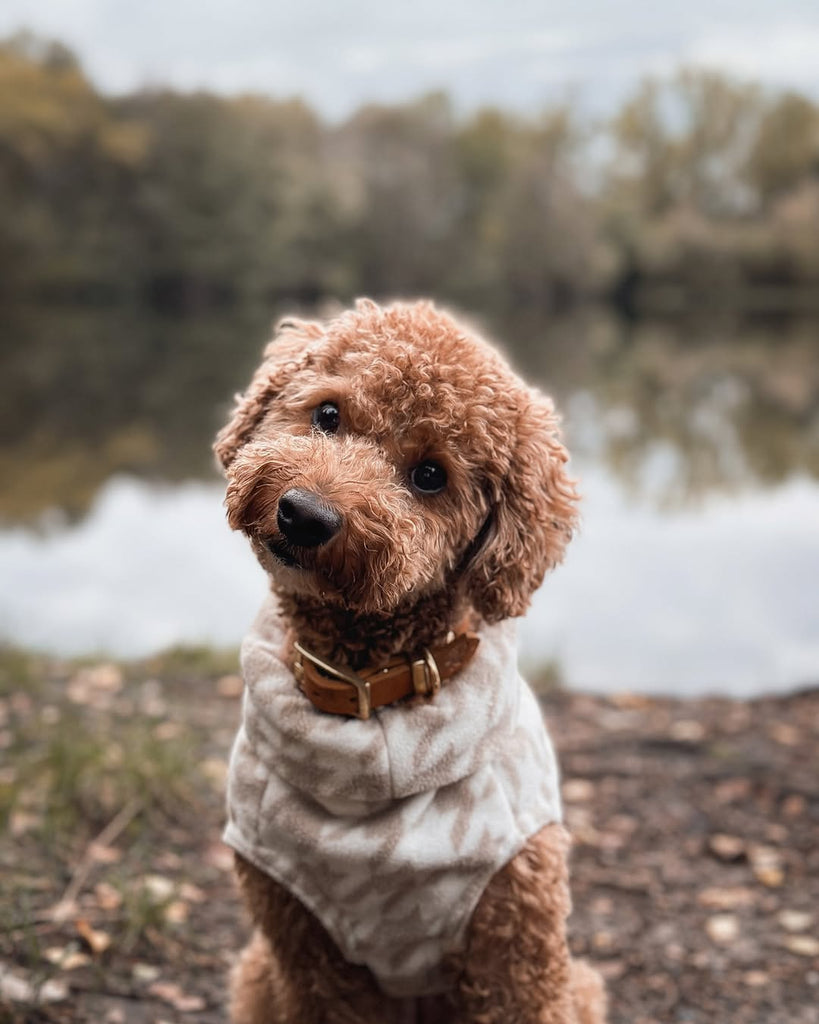 Daily Poodle Funny Videos Will Cheer You Up #3