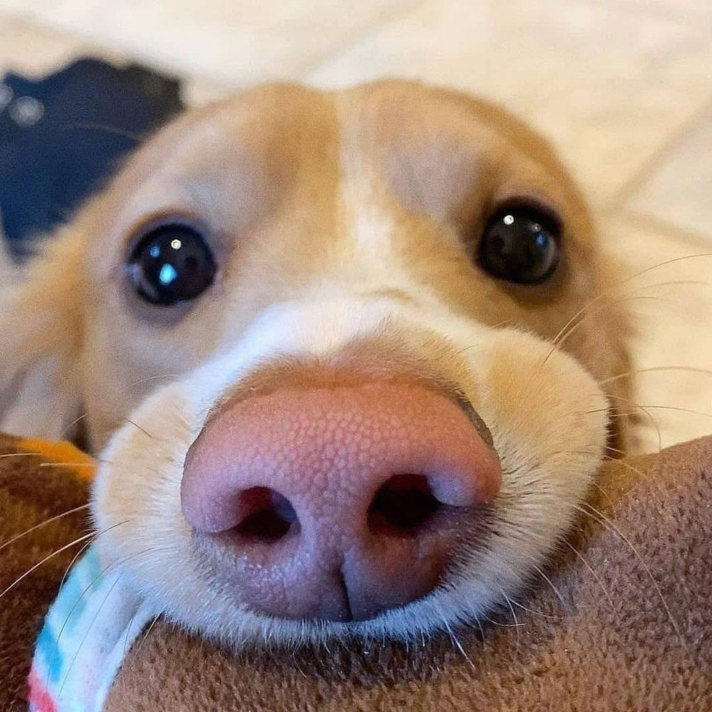 Funny Dachshund Videos Will Make You Smile #21