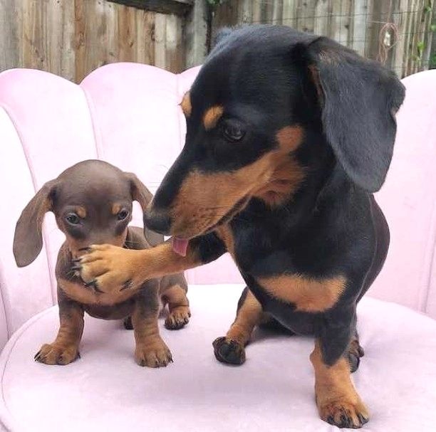 Funny Dachshund Videos Will Make You Smile #22
