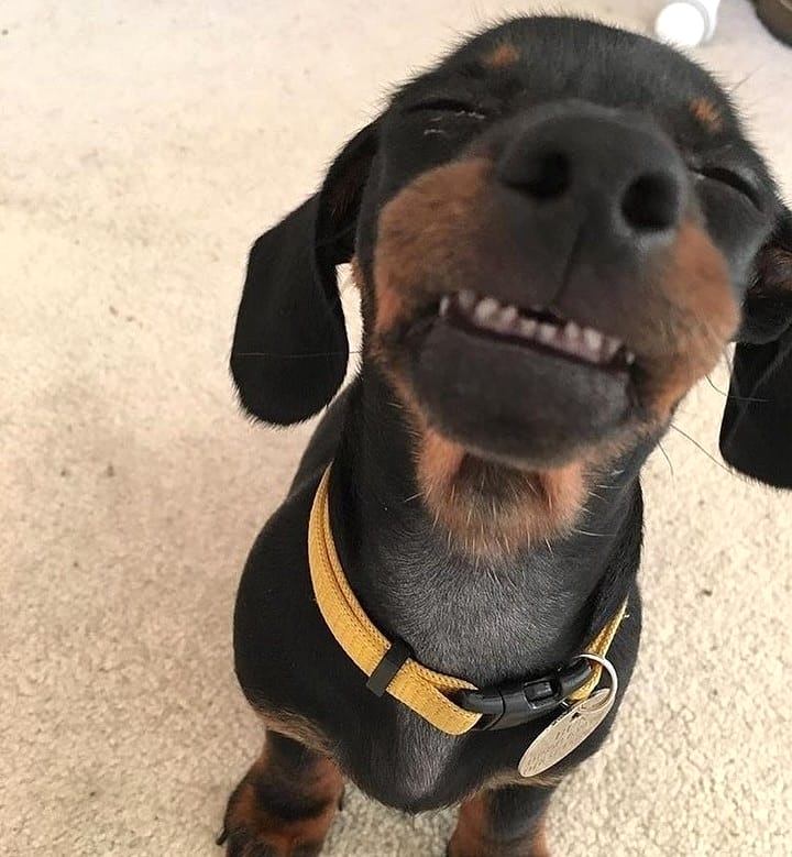 Cute Doggo Videos WilL Make You Smile