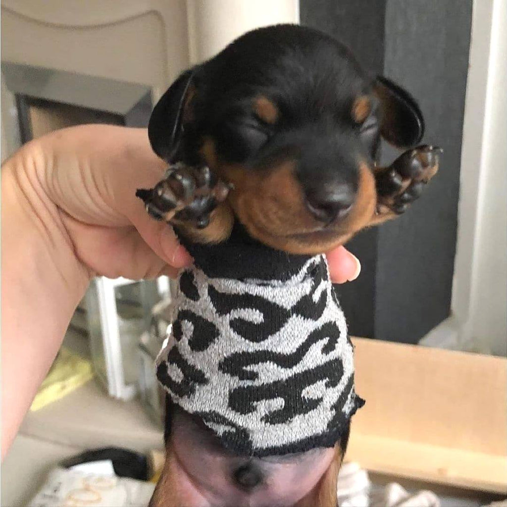 Funny Dachshund Videos Will Make You Smile #25