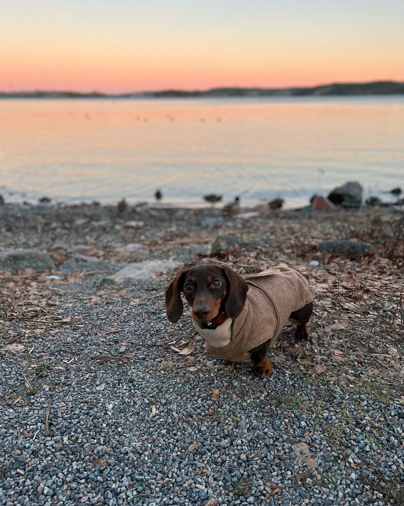 This Fella Coco The Dachshund Will Make You Smile