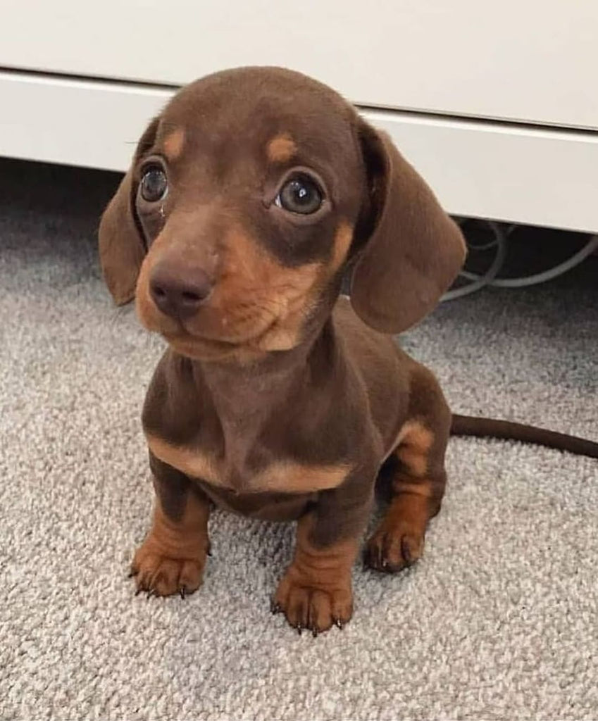 Funny Dachshund Videos Will Make You Smile #23