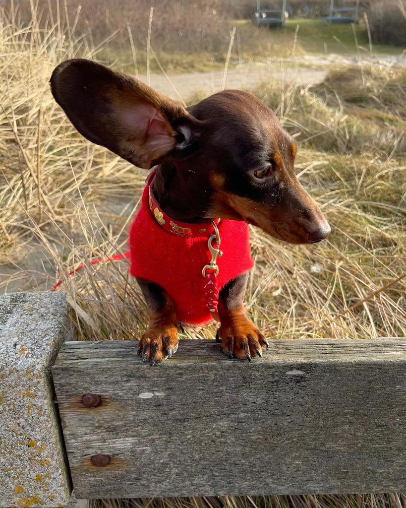 Funny Dachshund Videos Will Make You Smile #20