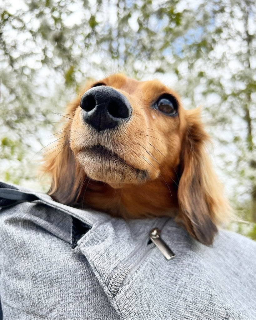 Funny Dachshund Videos Will Make You Smile