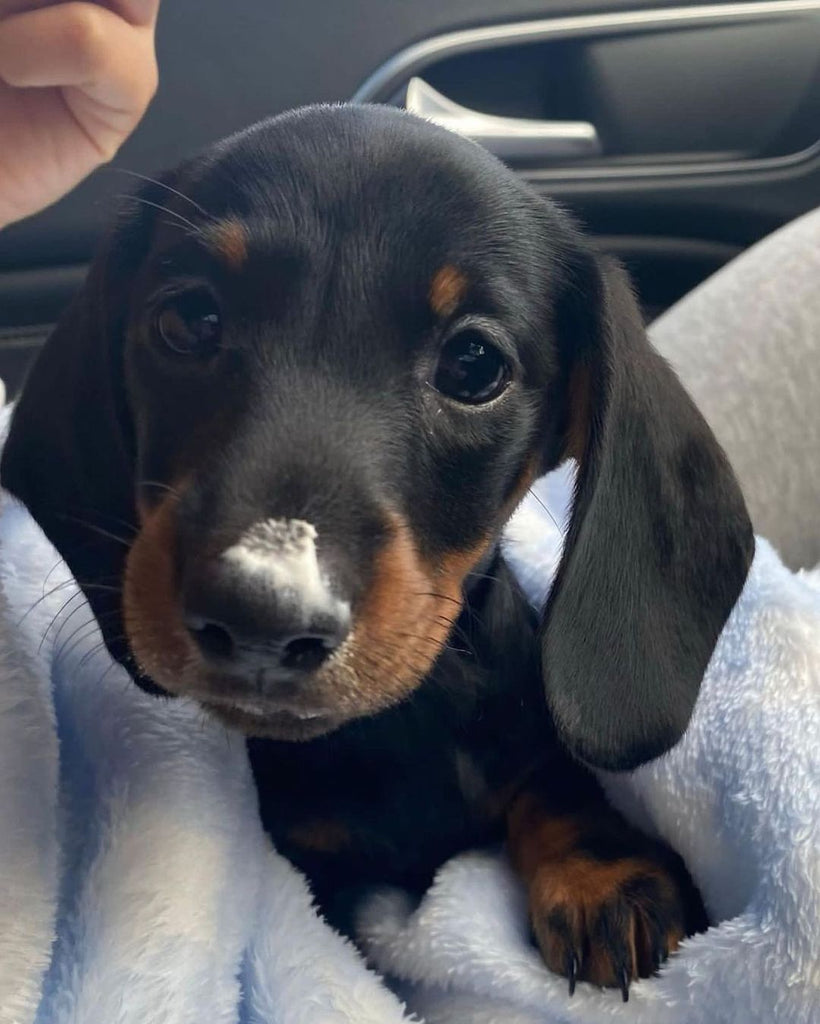 Funny Dachshund Videos Will Make You Smile #26