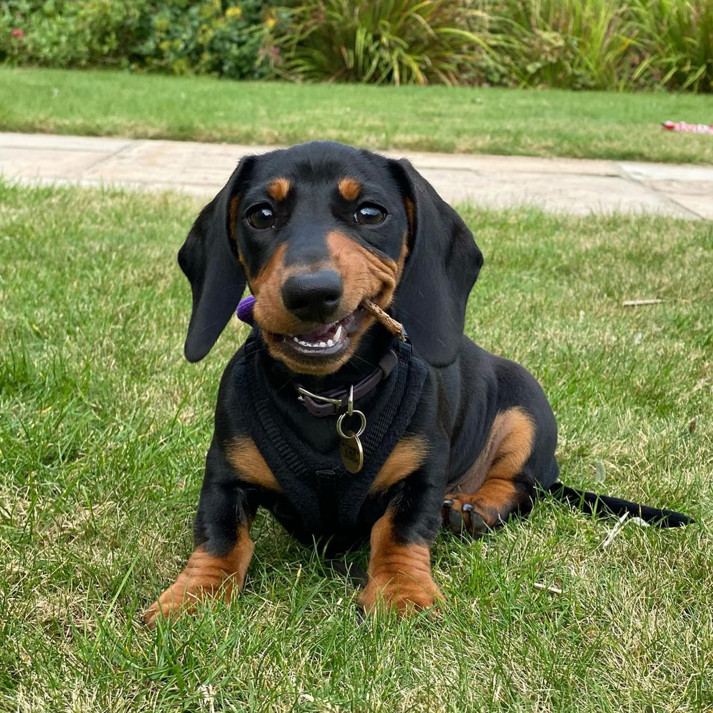 Funny Dachshund Videos Will Make You Smile #3