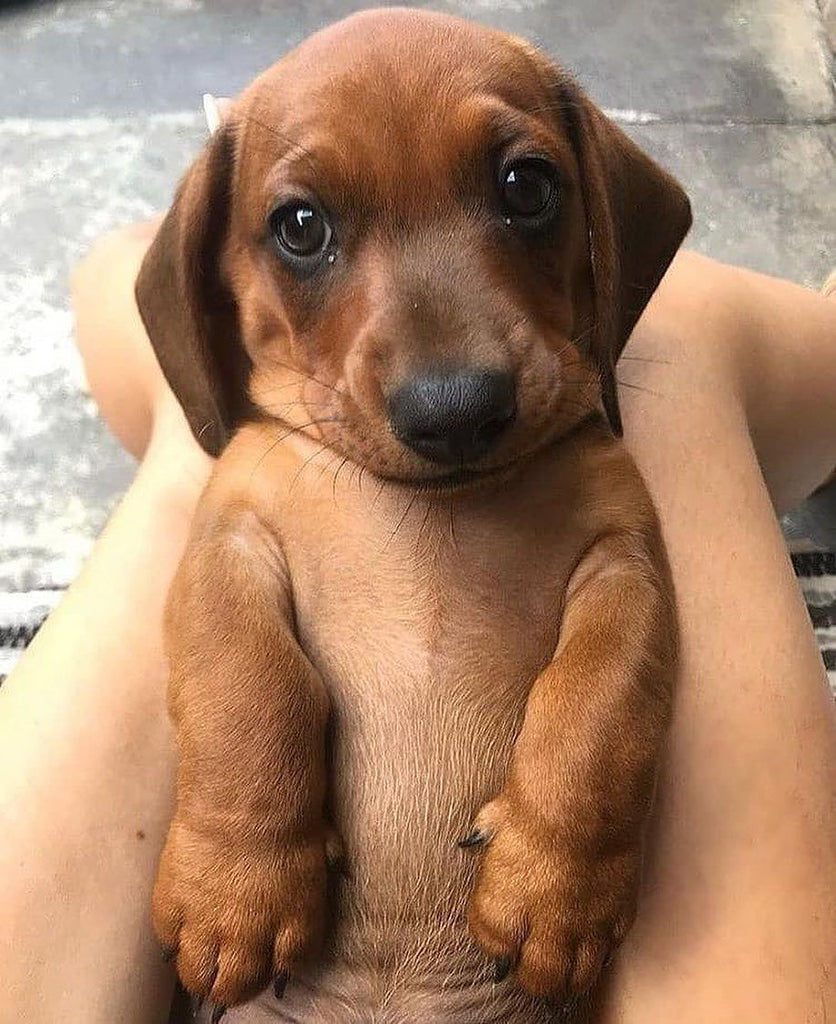 Funny Dachshund Videos Will Make You Smile #19