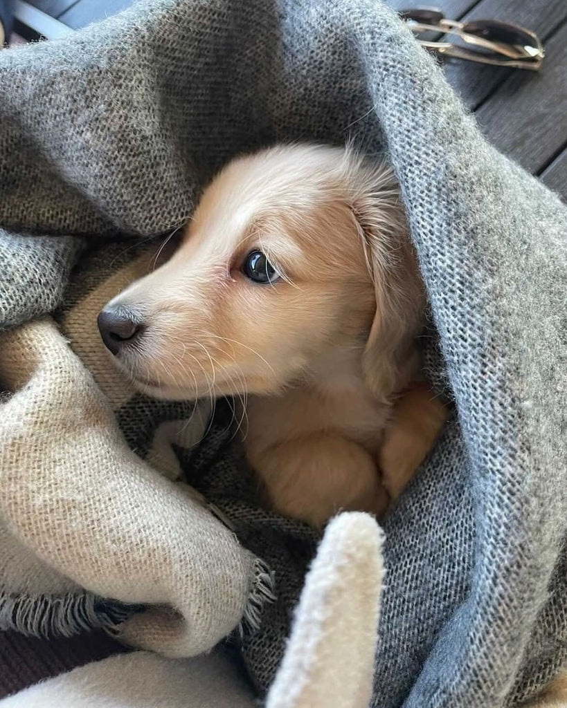 Pictures and Videos Show Why Dachshund Too Cute