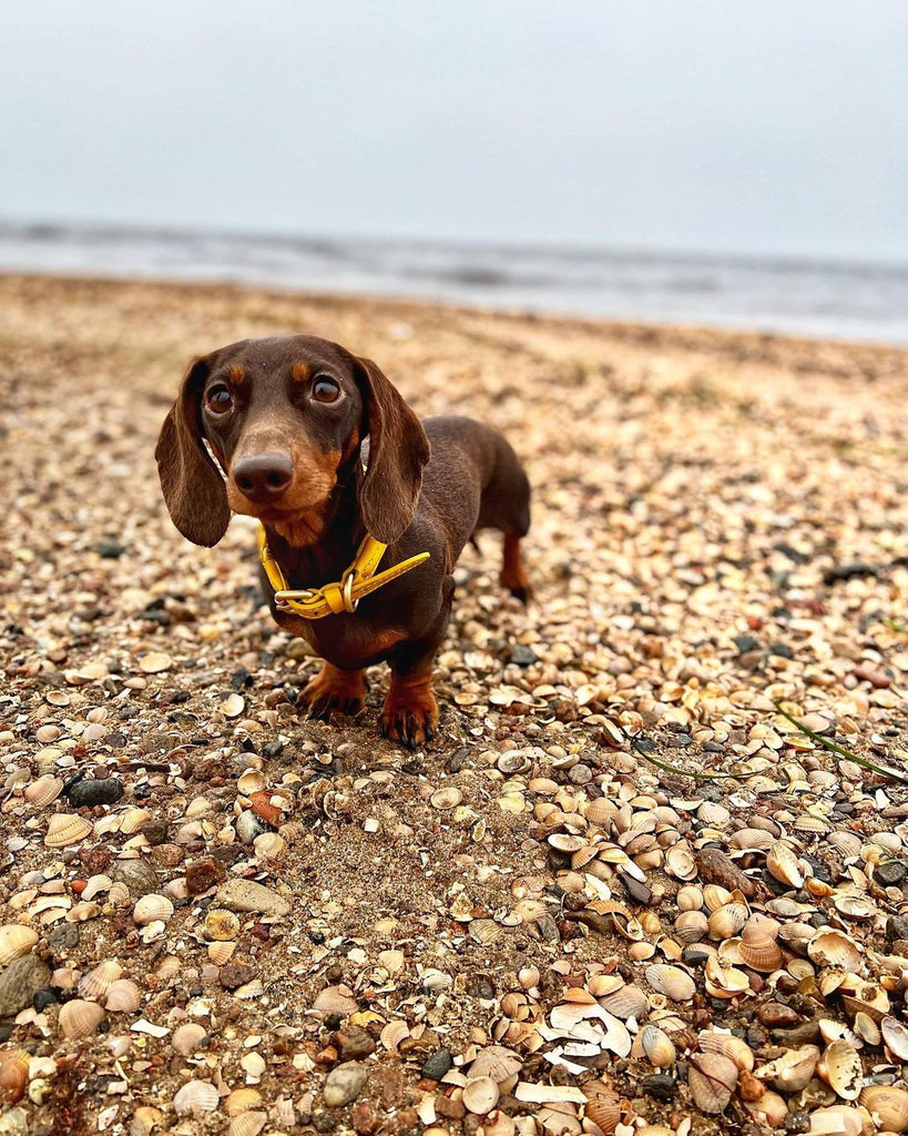 Funny Dachshund Videos Will Make You Smile #32