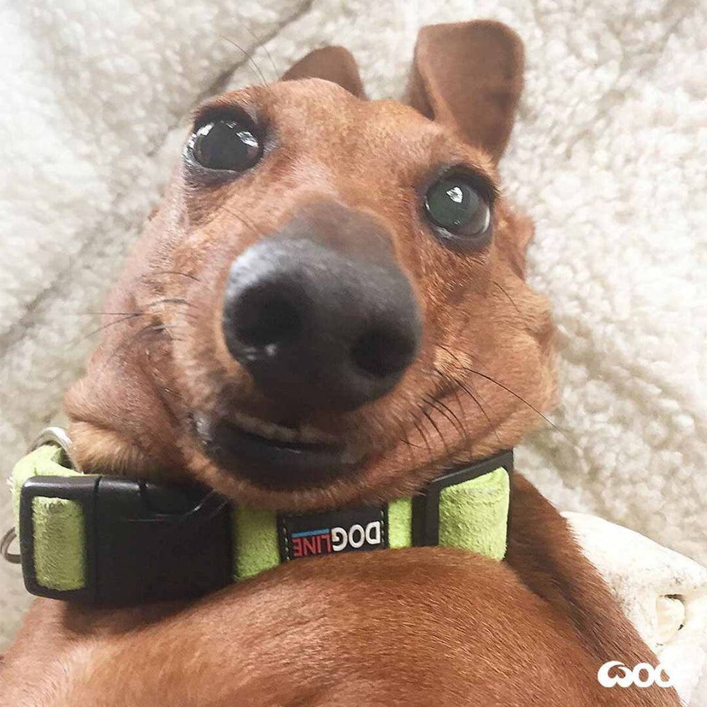 Funny Dachshund Videos Will Make You Smile #35