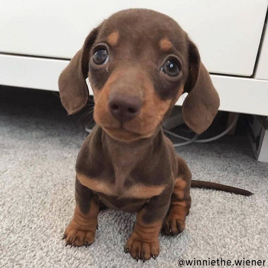 Funny Dachshund Videos Will Make You Smile #40