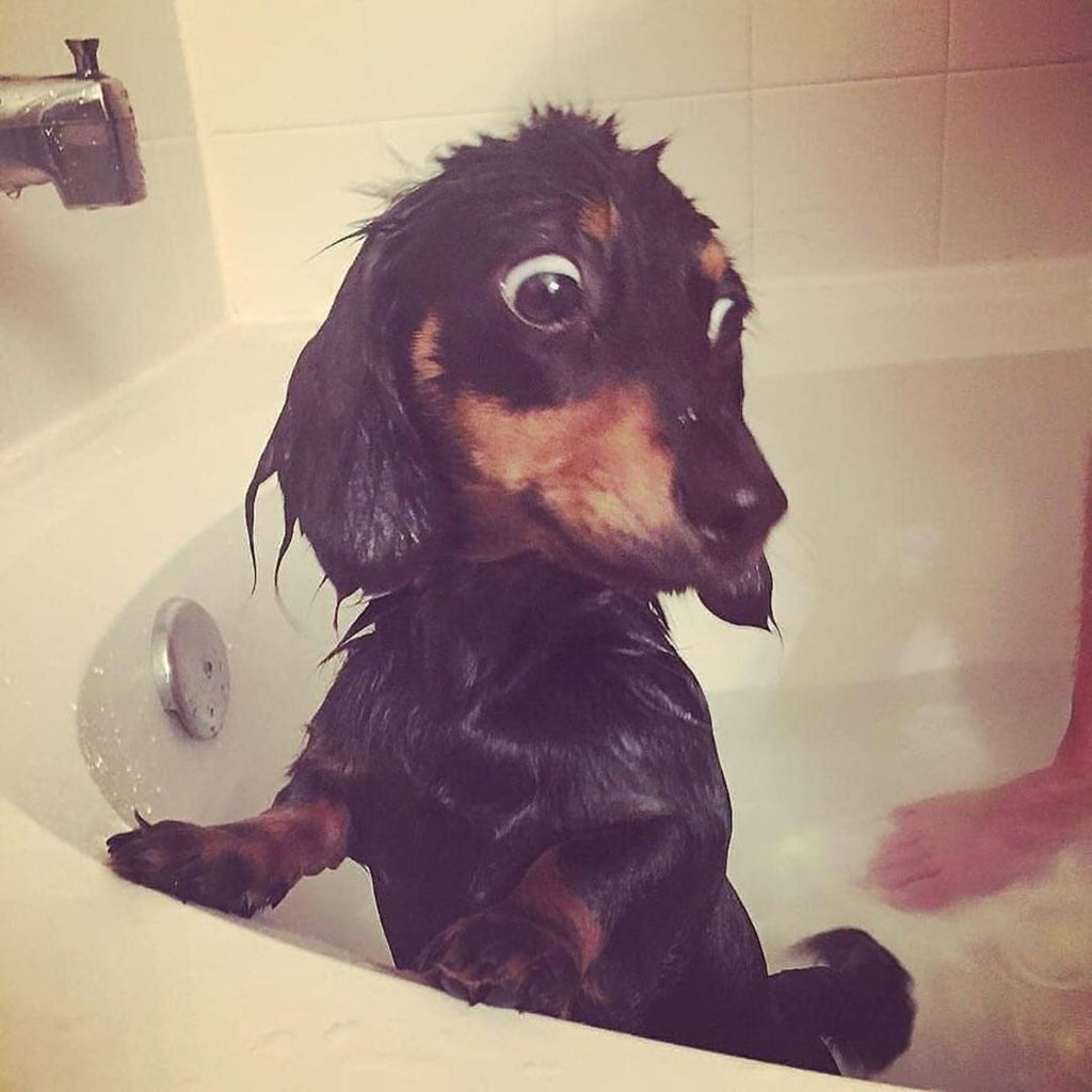 Funny Dachshund Videos Will Make You Smile #27