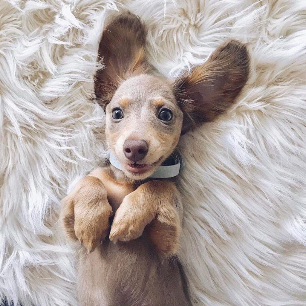 50 Adorable Photos Of Dachshunds That Prove How They Are Not Like Other Dogs