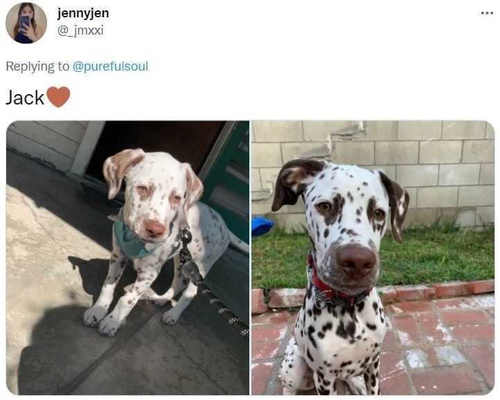 18 Spotty Dalmatian Dogs That Prove They’re The Most Handsome Dogs Ever